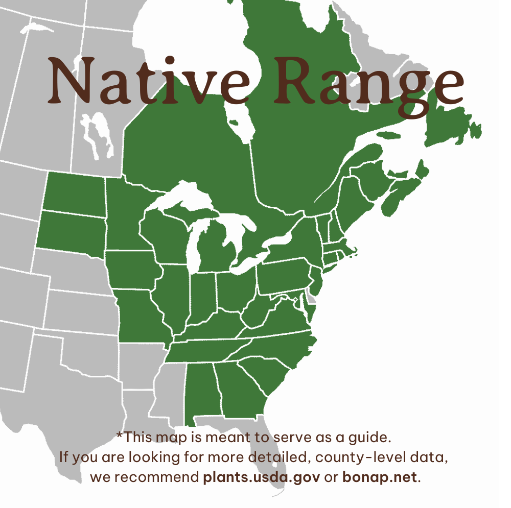 Dwarf Serviceberry - Image 4