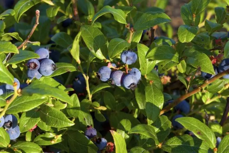 Lowbush Blueberry