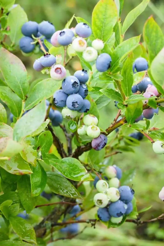 Lowbush Blueberry - Image 2