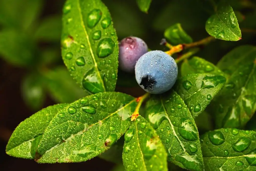 Lowbush Blueberry - Image 3