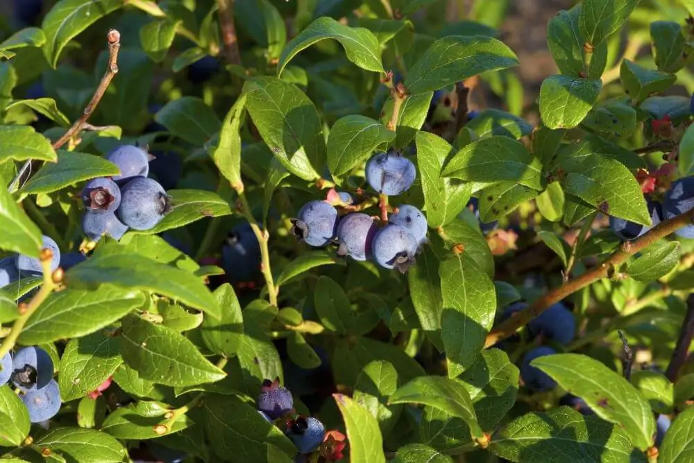 Lowbush Blueberry