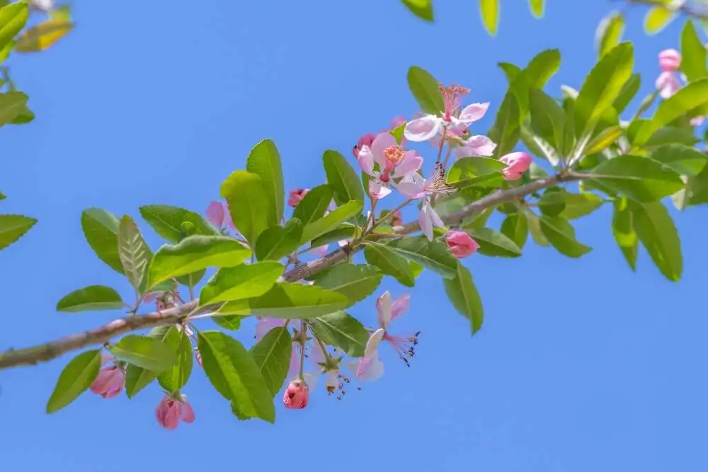 Southern Crabapple - Image 2