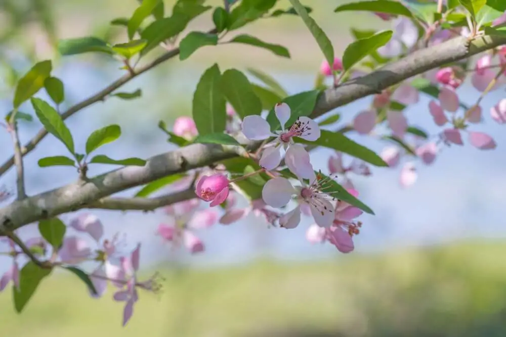Southern Crabapple
