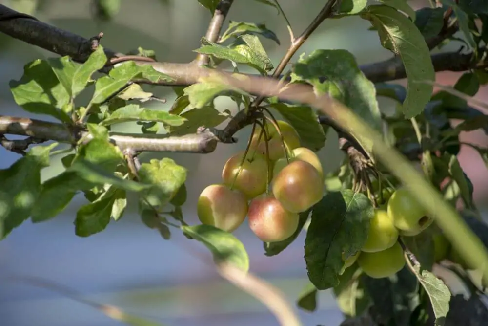 Southern Crabapple - Image 3