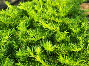 moss phlox