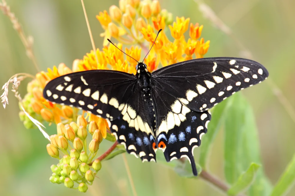 Image of Black Swallowtail on Butterfly Milkweed