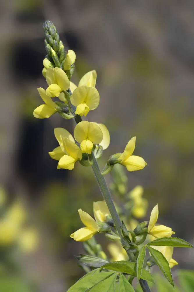 Carolina Lupine - Image 2