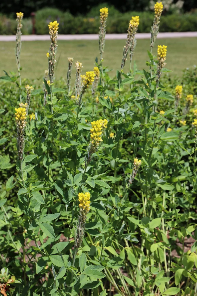 Carolina Lupine - Image 3