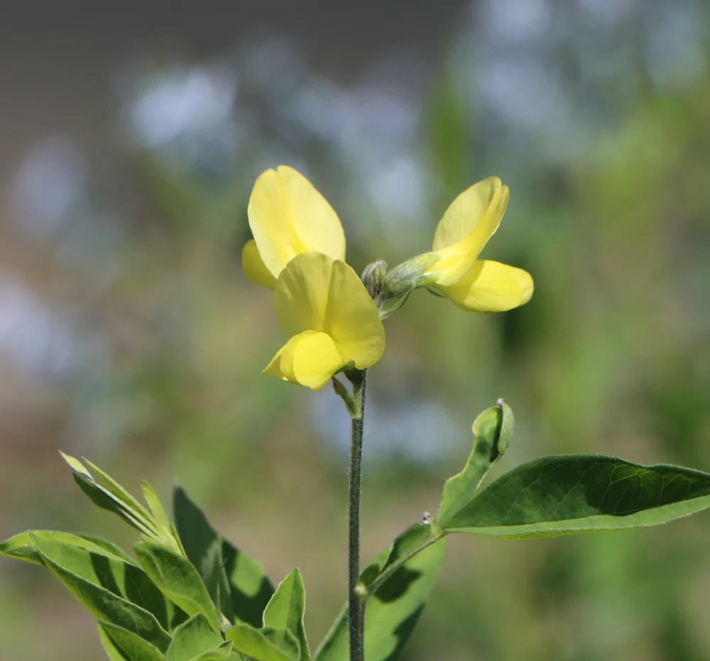 Carolina Lupine