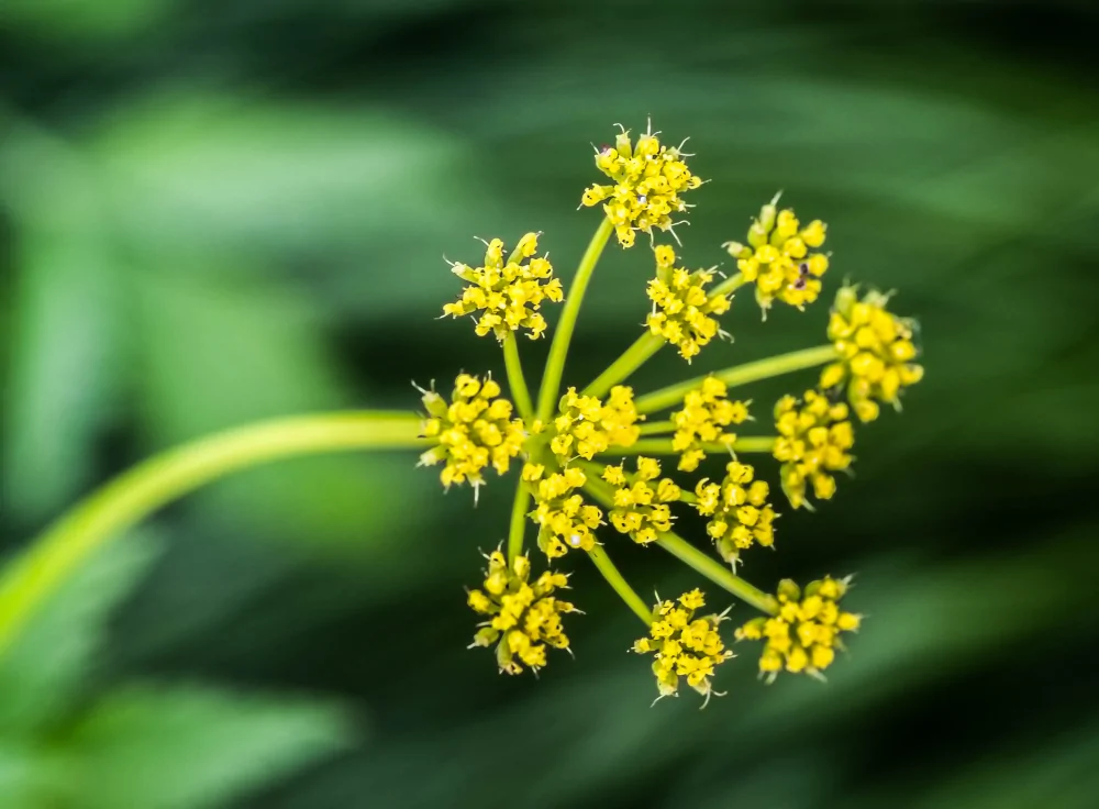 Golden Alexander - Image 2