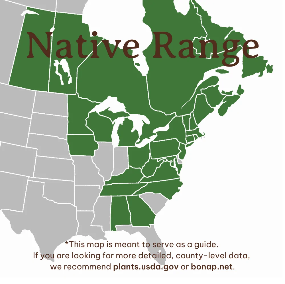 Mountain Maple - Image 4