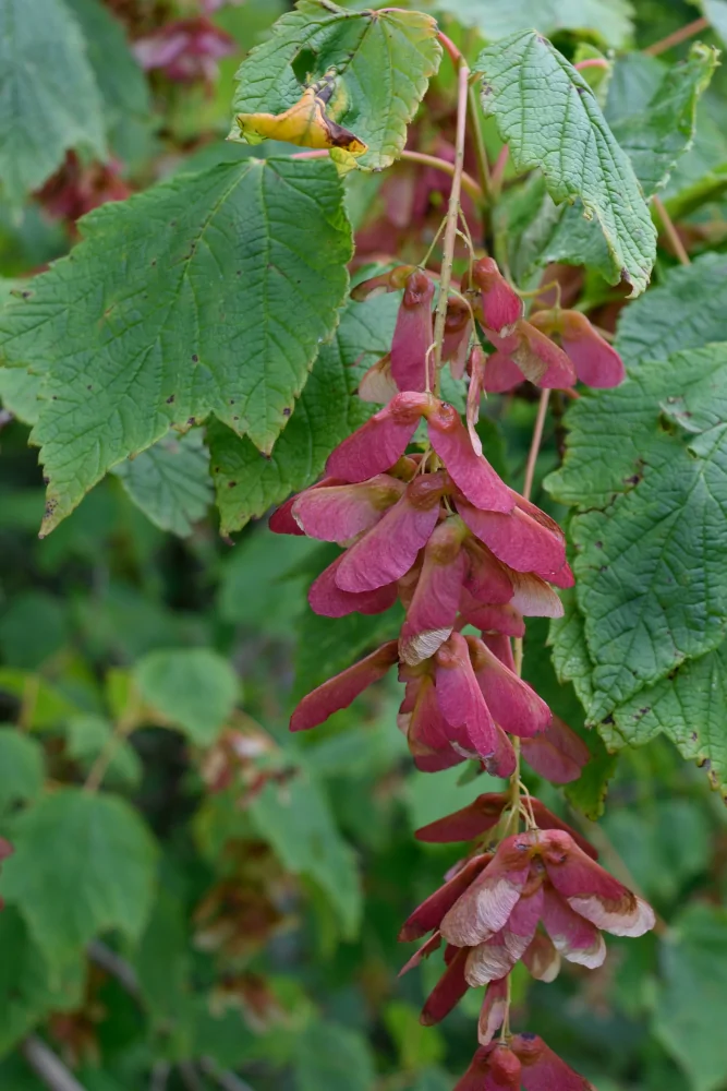 Mountain Maple - Image 3