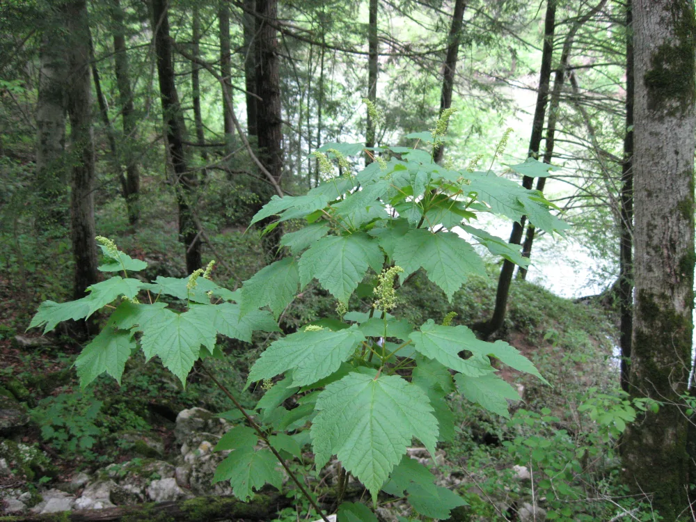 Mountain Maple - Image 2