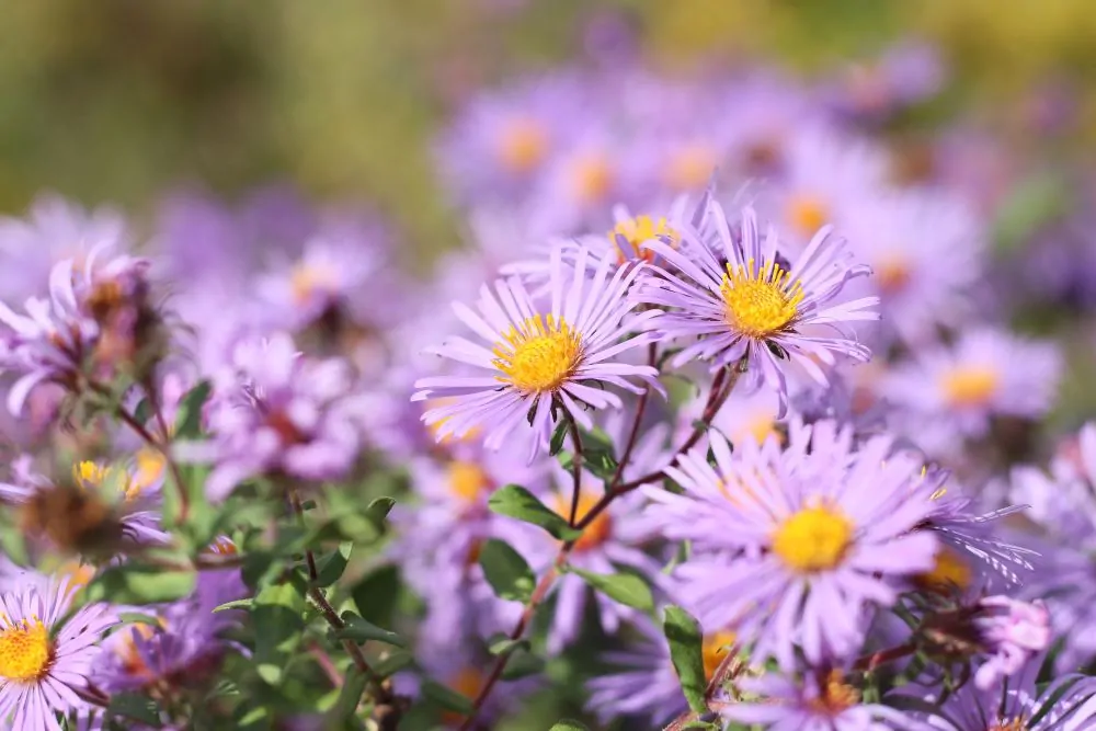 New England Aster
