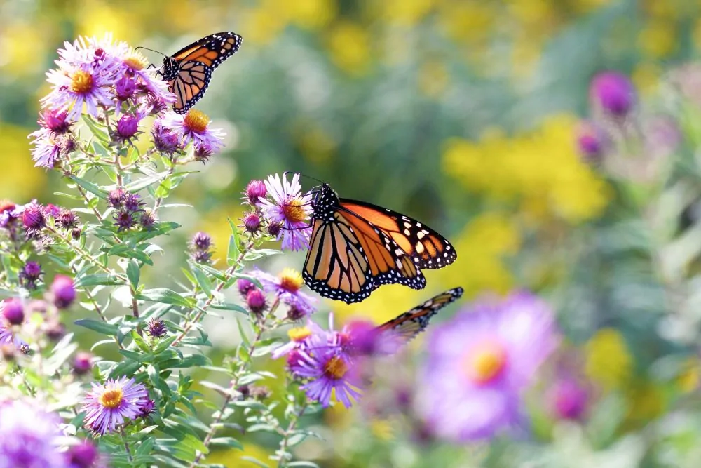 New England Aster - Image 2