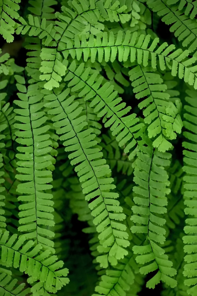 Northern Maidenhair Fern - Image 2
