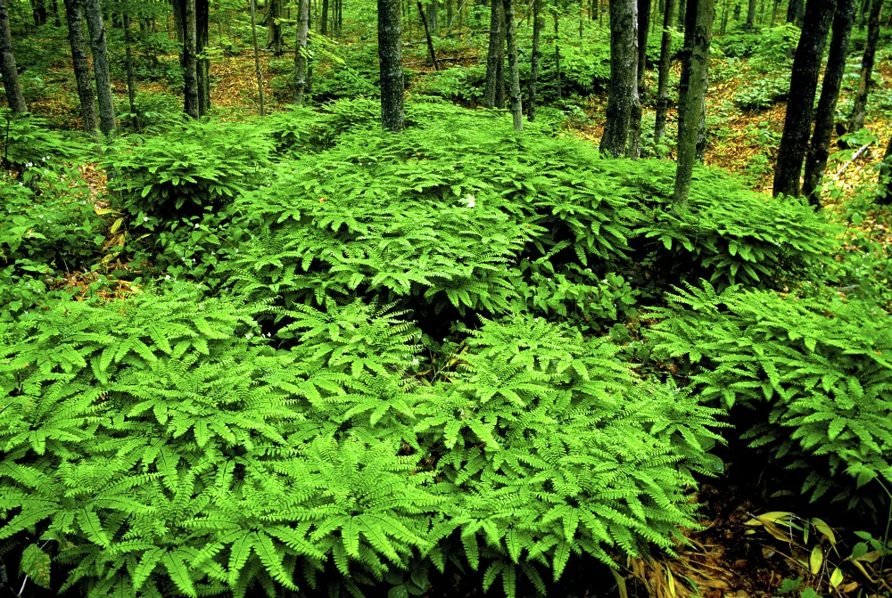 Northern Maidenhair Fern