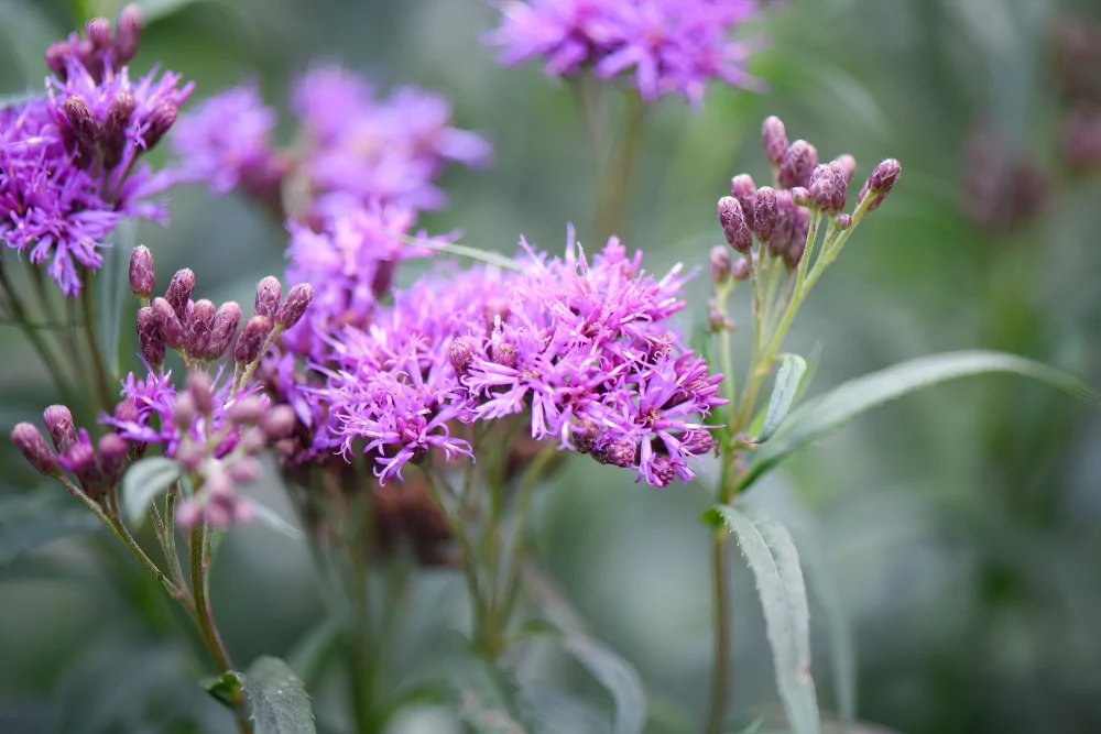 Prairie Ironweed
