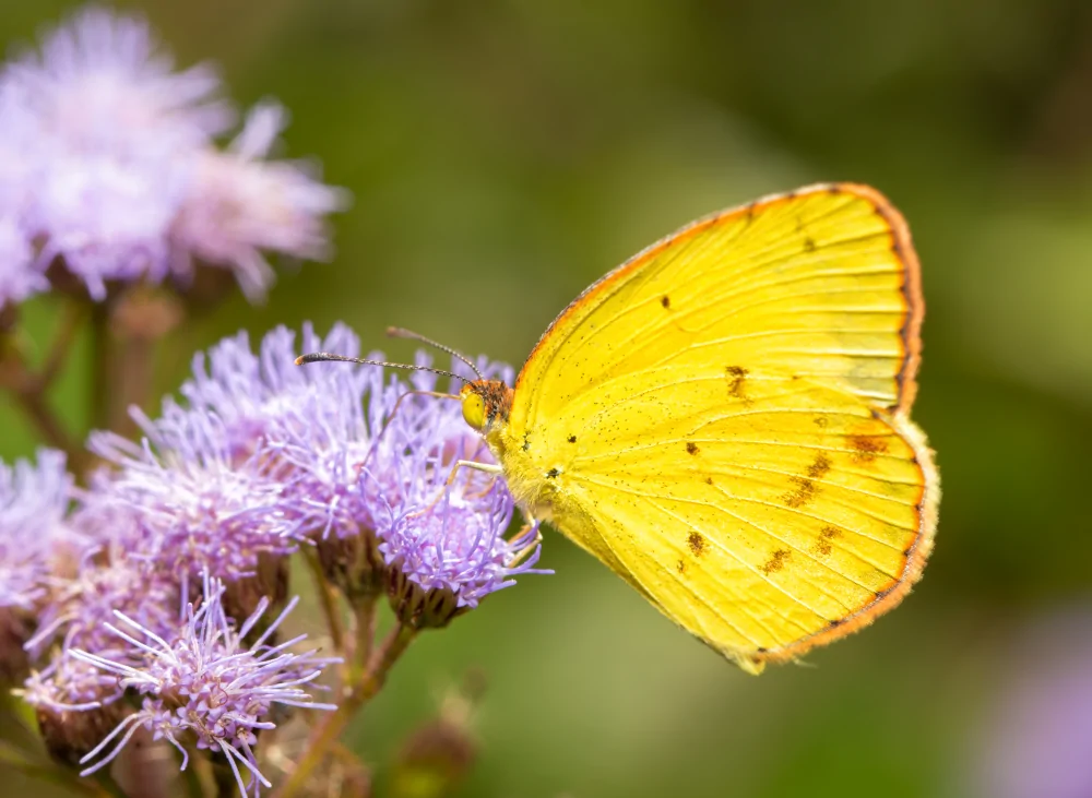 Prairie Ironweed - Image 3