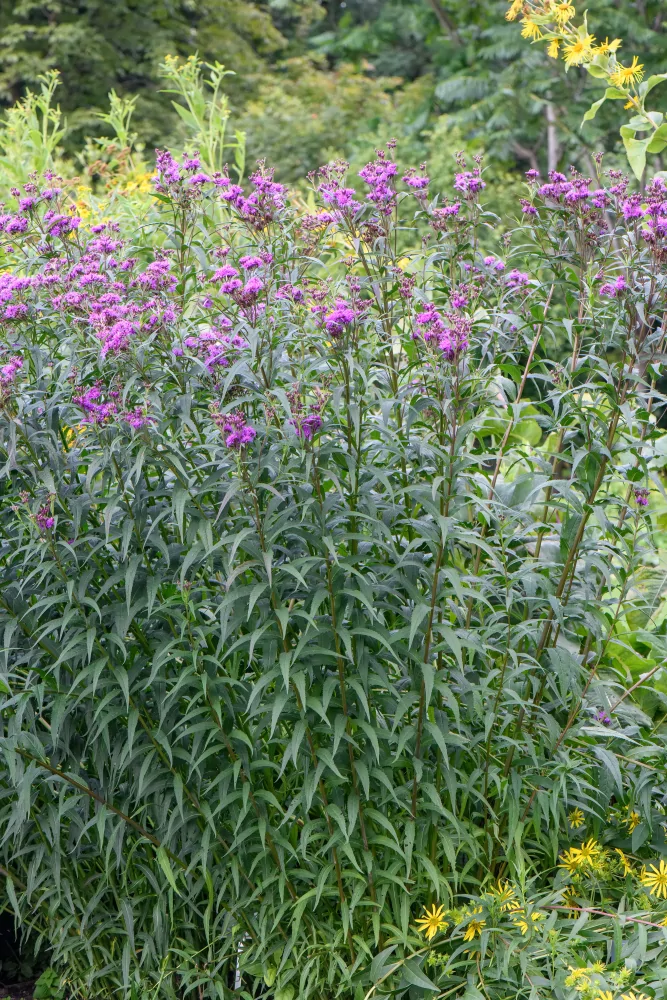 Prairie Ironweed - Image 2