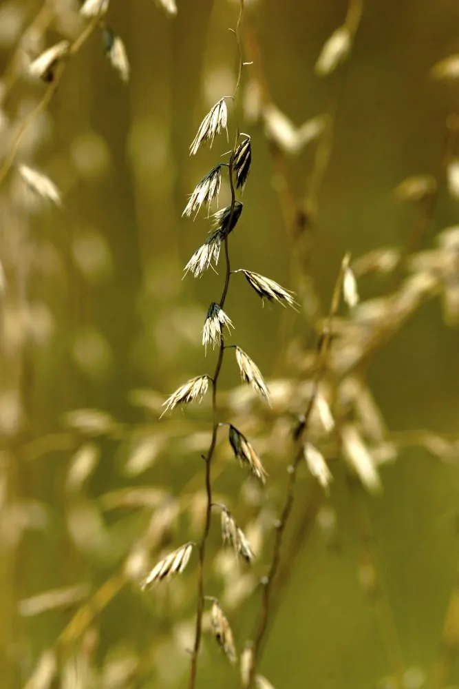 Sideoats - Image 2