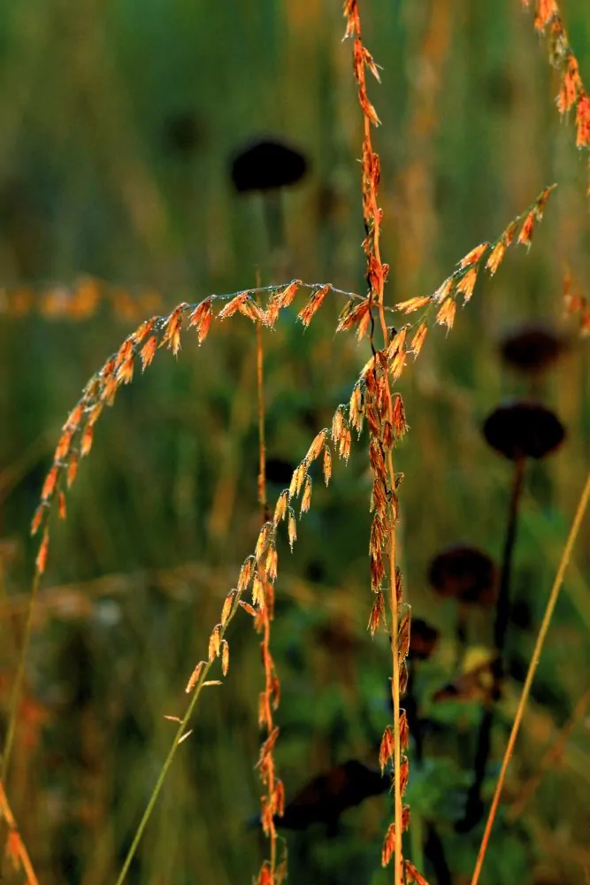 Sideoats - Image 3