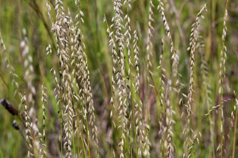 Sideoats