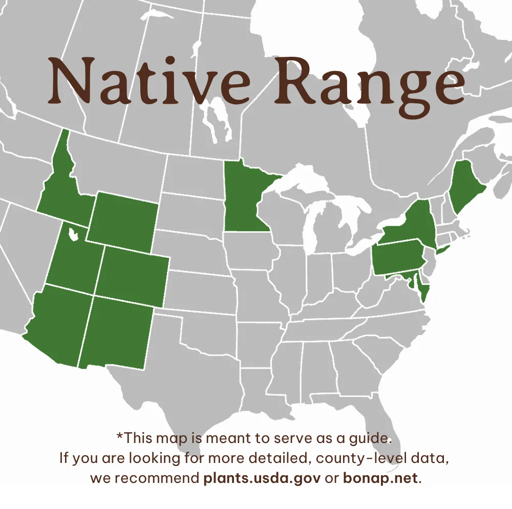 Colorado Blue Spruce - Image 4