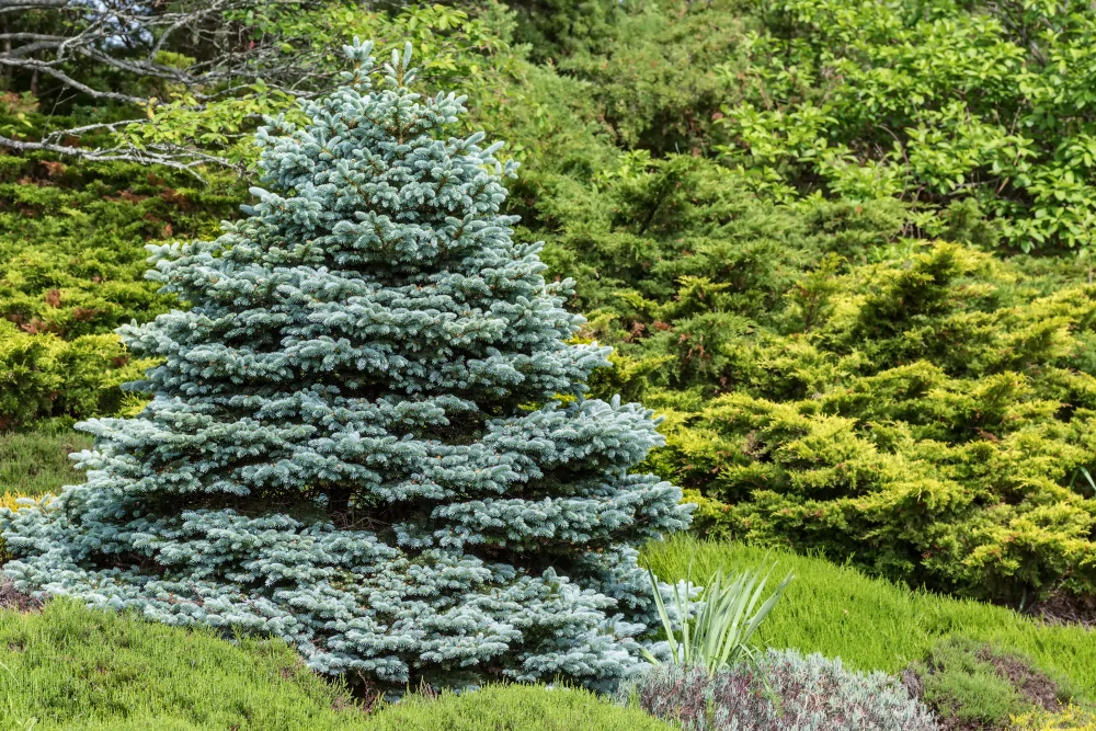 Colorado Blue Spruce
