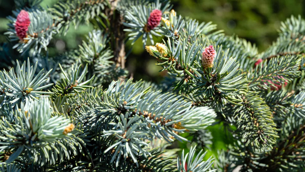Colorado Blue Spruce - Image 2