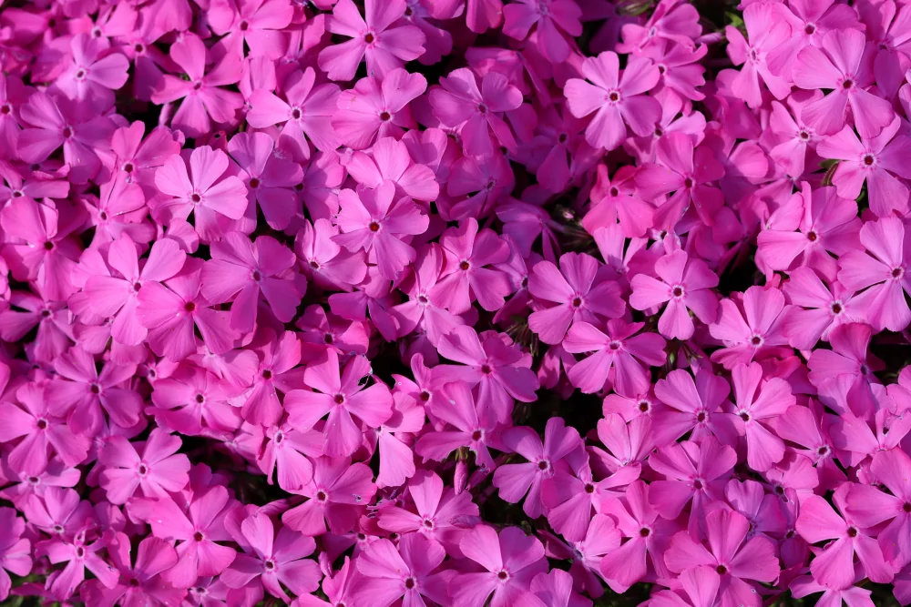 Moss Phlox 'Drummond's Pink'