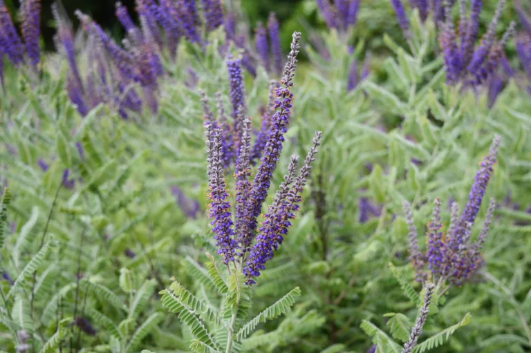 Lead Plant Amorpha canescens closeup of shrub with purple blooms and silvery green foliage