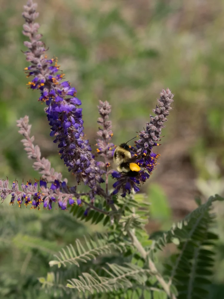 Lead Plant Amorpha canescens closeup of purple spike blooms with native bumble bee