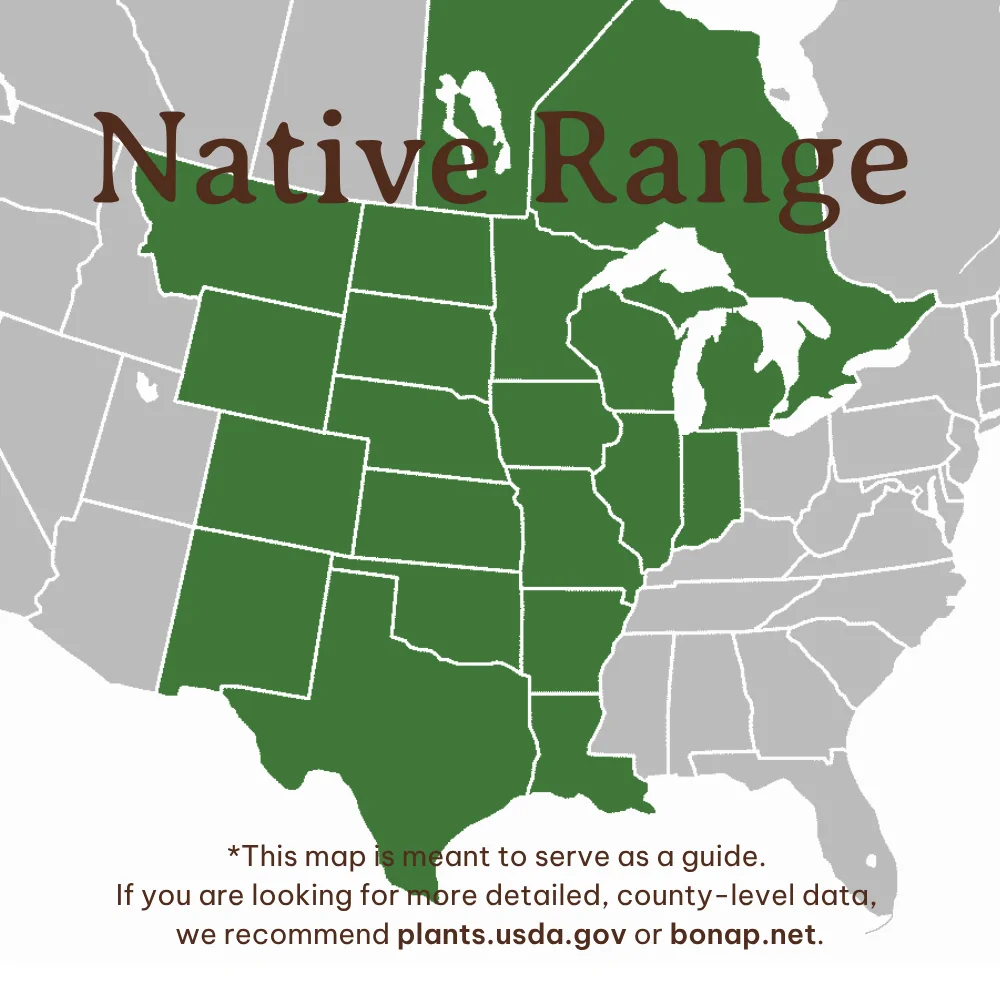 Map of Lead Plant Amorpha canescens native range in USA showing AR, CO, IA, IL, KS, MI, MN, MO, MT, ND, NE, NM, OK, SD, TX, WI, WY