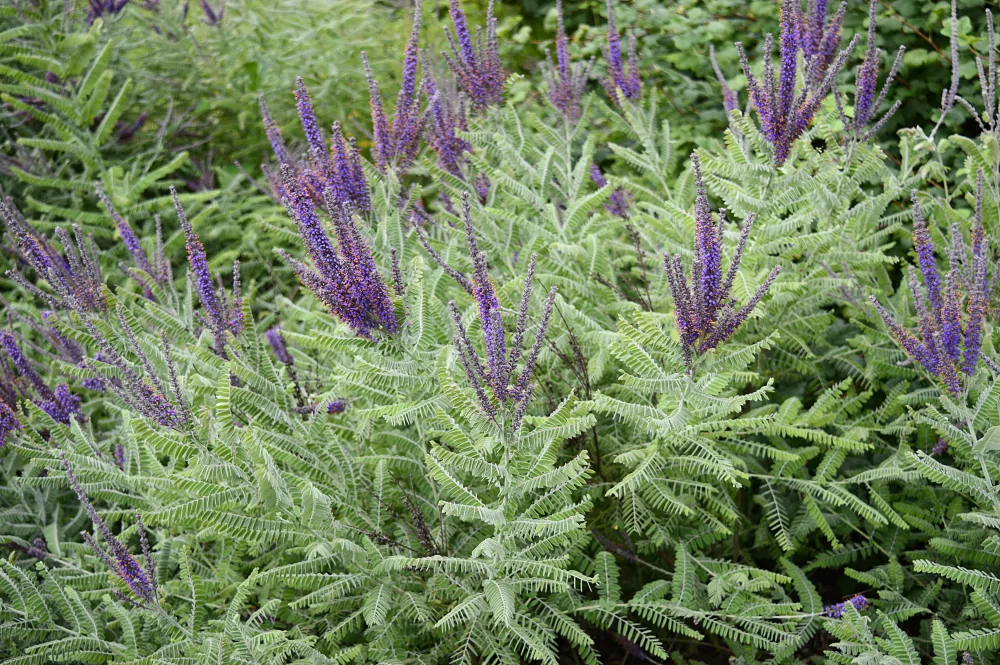 Lead Plant Amorpha canescens shrub with purple blooms and silvery green foliage