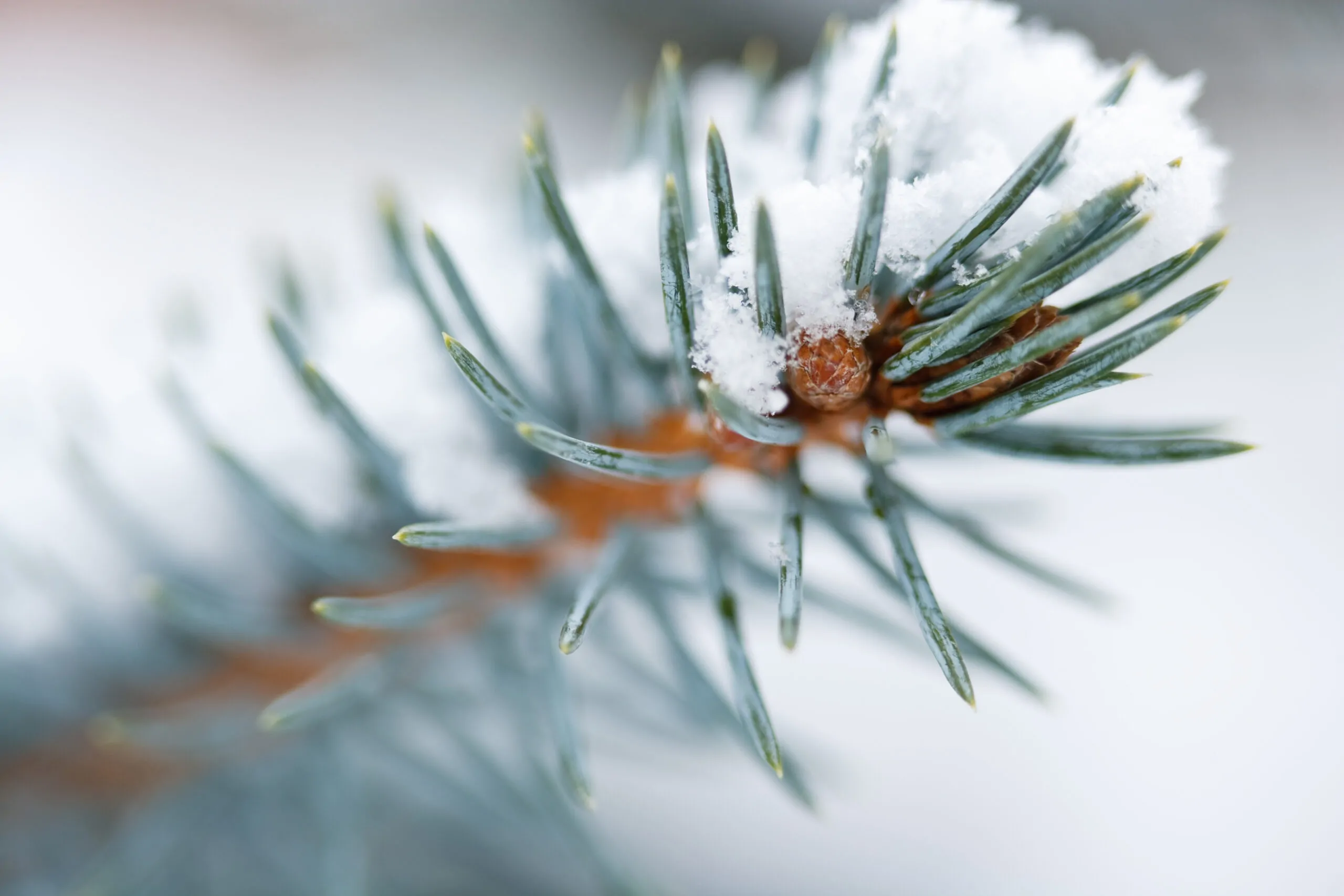 Colorado Blue Spruce - Image 3