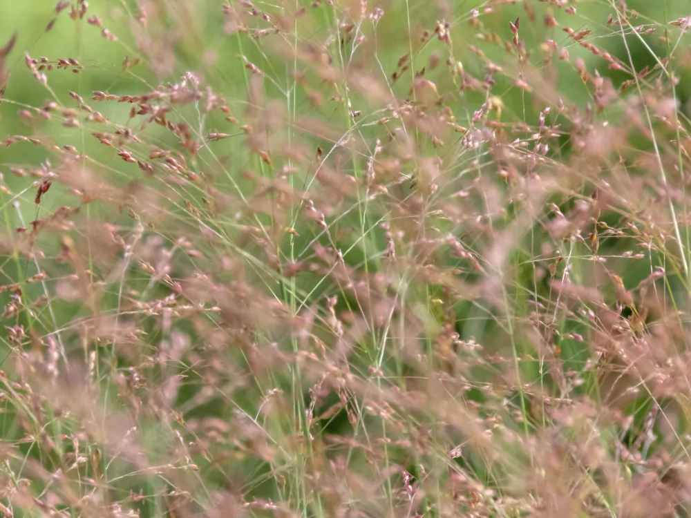 Switchgrass - Image 2