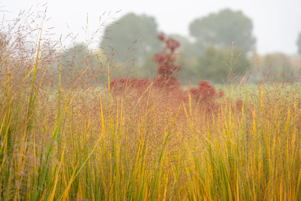 Switchgrass