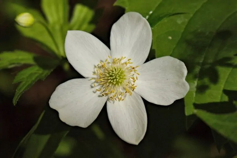 Tall Anemone