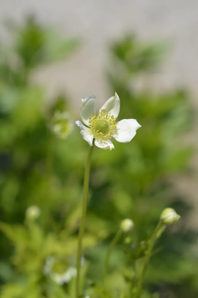 Tall Anemone - Image 2