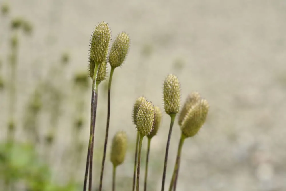 Tall Anemone - Image 4