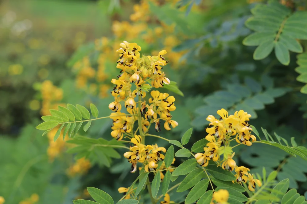 Wild Senna - Image 2