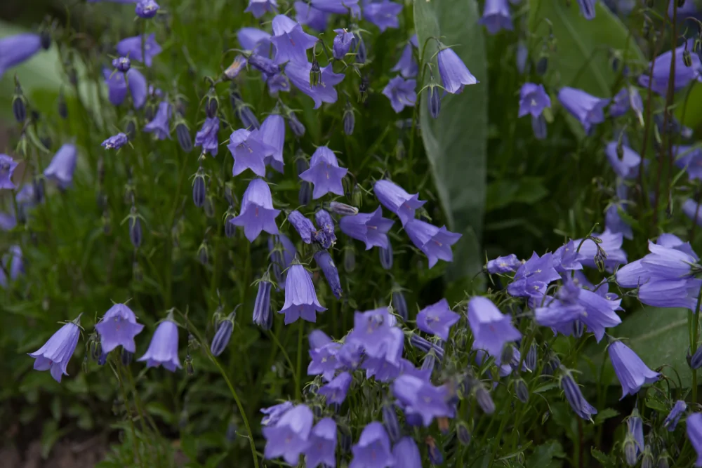 Harebell Campanula rotundifolia cluster of drooping lavender bell-shaped blooms