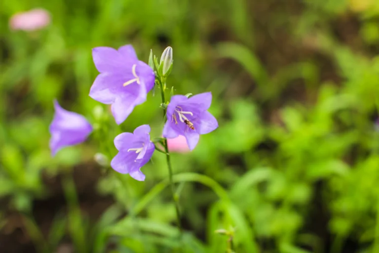 Harebell Campanula rotundifolia closeup of lavender bell-shaped blooms