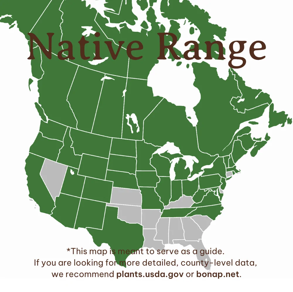 Harebell Campanula rotundifolia native range map showing AK, AZ, CA, CO, CT, IA, ID, IL, IN, MA, MD, ME, MI, MN, MO, MT, NC, ND, NE, NH, NJ, NM, NY, OH, OR, PA, SD, TN, TX, UT, VA, VT, WA, WI, WV, WY