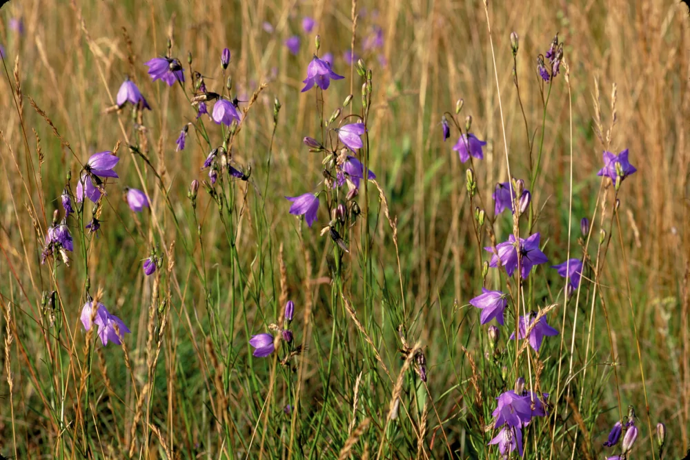 Harebell - Image 2