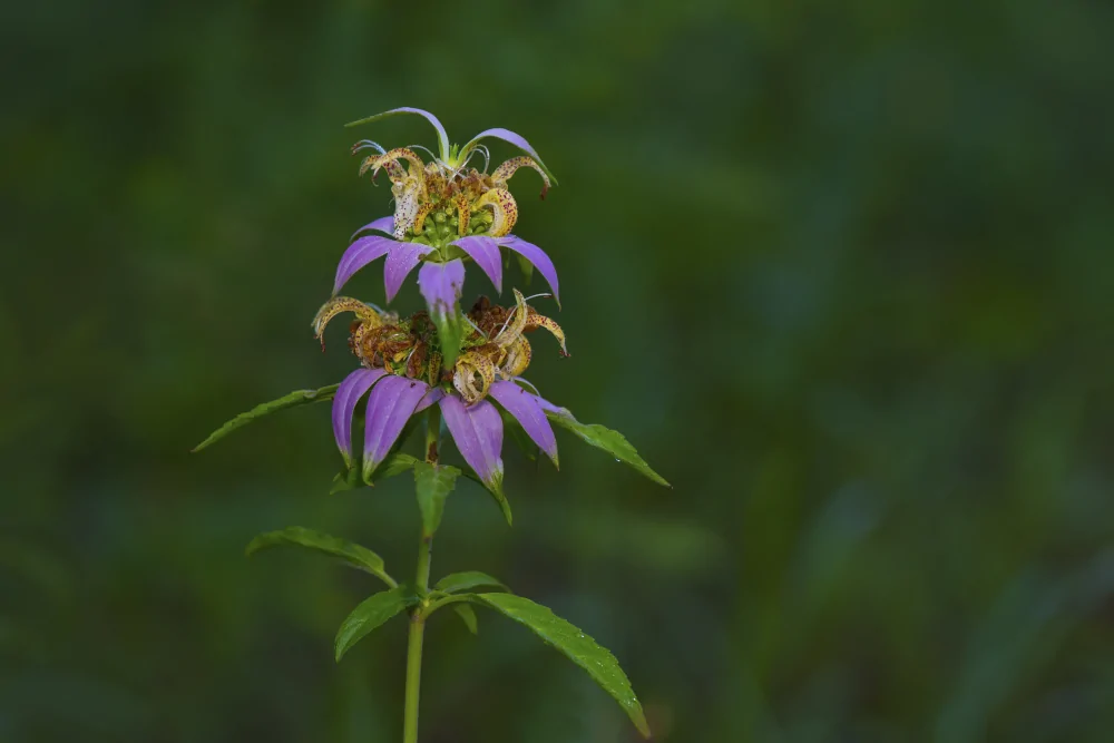 Spotted Beebalm - Image 2