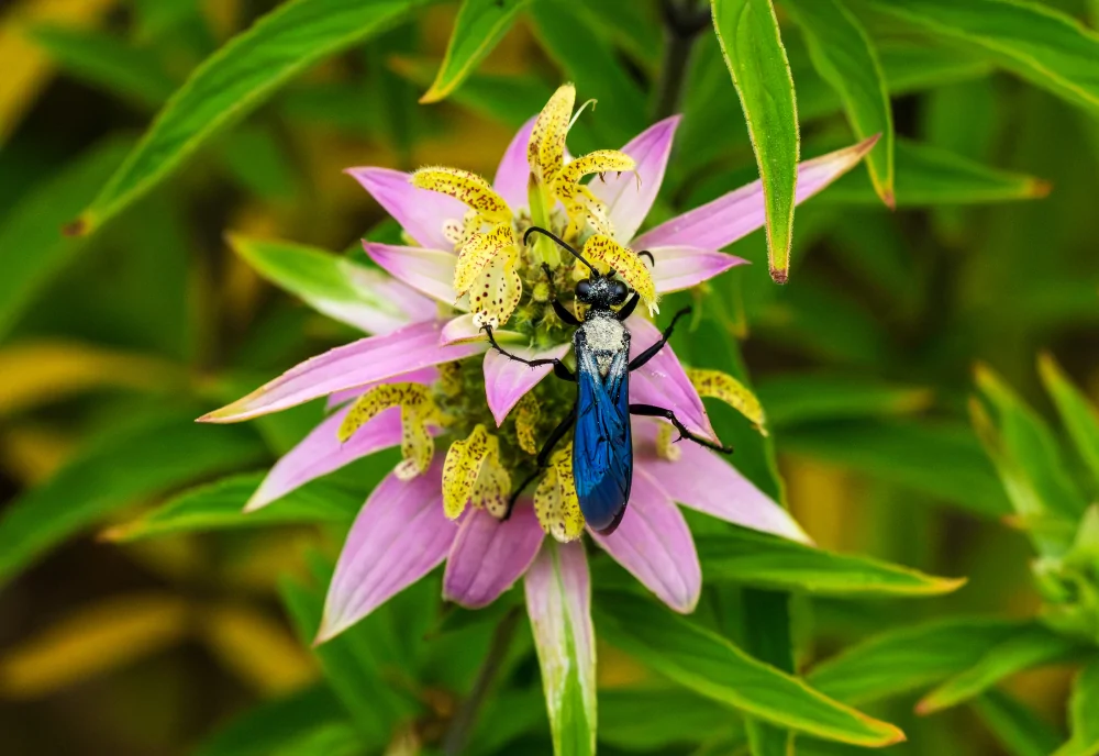 Spotted Beebalm Monarda punctata closeup of yellow blooms and lavender bracts with wasp pollinating