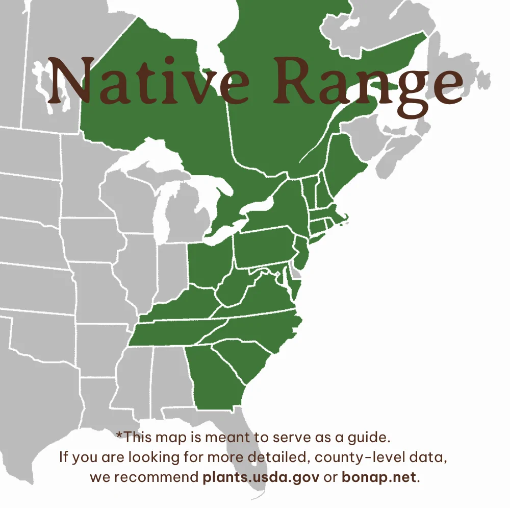 Appalachian Sedge Cares appalachina native range map showing CT, DC, GA, KY, MA, MD, ME, NC, NH, NJ, NY, OH, PA, SC, TN, VA, VT, WV