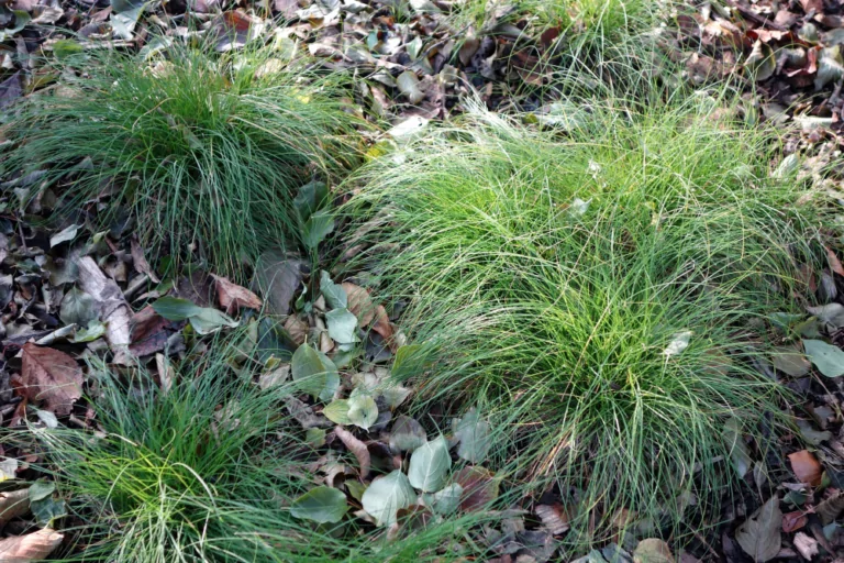 three separate clumps of appalachian sedge carex appalachica in rocky soil